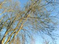 Blue sky & tree
