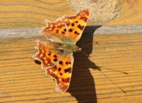 Comma butterfly - Polygonia c-album (Gehakkelde aurelia)