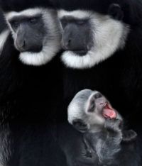  Abyssinian Colobus