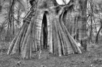 Child at record bald cypress
