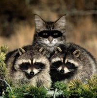 in cognito