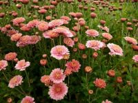 aster_flowers_