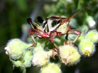 BLACK GRASSHOPPER...