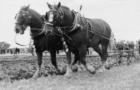 Suffolk Punches ploughing