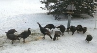 Turkeys at Feeder