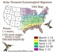 Feed the hummers on their migration!!
