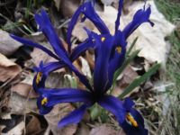 Early Blue Irises