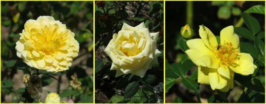 Yellow Roses.....