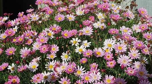 Federation Daisies ...Pretty in Pink