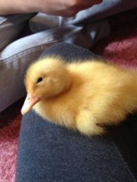 Baby duck, Waltor
