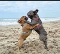 French Buldog
