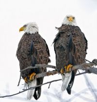two eagles