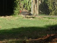 Bush Turkey