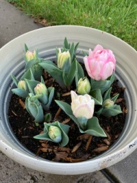 Angélique Tulip