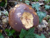 Mushrooms: A Kings Bolete (Eekhoorntjesbrood)... a snail seems to have been eating it!