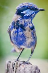 Pretty Blue Bird