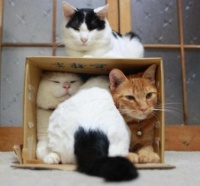 When Cats Sleep in the Silliest Places I always Laugh