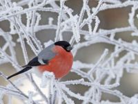 winter red bird
