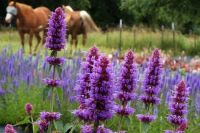 purple flowers