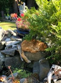 Catnap by the pond