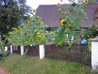 Photo1828  Zelezny Brod Travniky