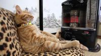 Cats love warmth