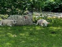lambs at picnic