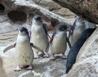Smallest penguins in the world