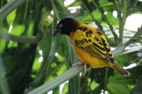 African Village Weaver