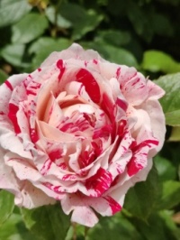 Kırmızı Beyaz🌸🌹⚘🌷