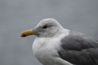 Grey Gull