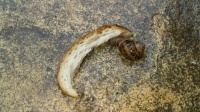 Snail with bread