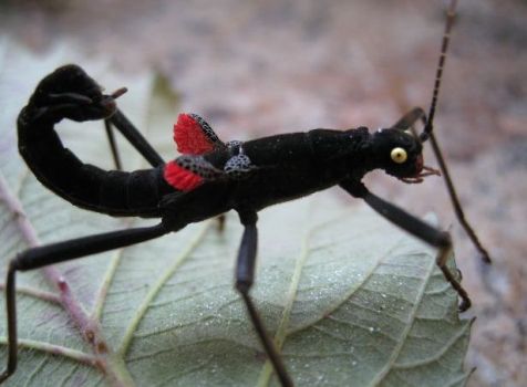 Black Beauty Stick Insect - Peru.