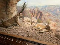 Diorama at the Museum of Natural History in NYC