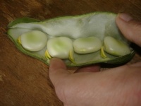 2025.07 - Allotment - Broad Beans in Pod 1 (Resize: 12 - 357 Pieces)