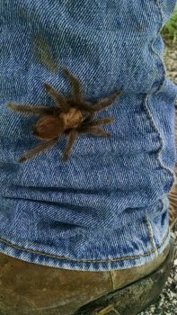 A day in the life of a Texan...shoot a pic of that Tarantula headed up yer leg!