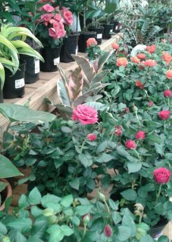Garden Centre. Miniature Roses.