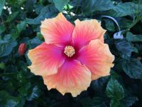 Hibiscus