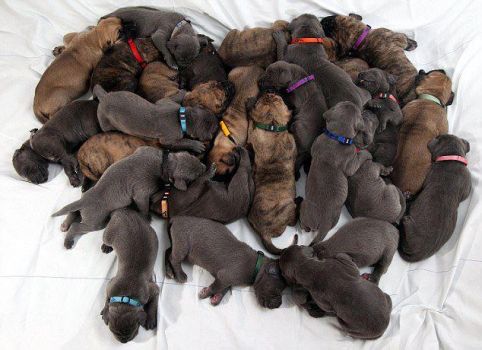 pile O puppies