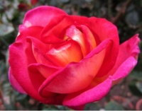 Fantastische Natur #7 Rose