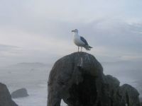 Northern California coast