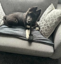 Pippa - New puppy