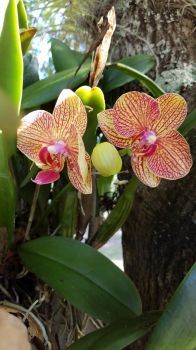 First orchid bloom 2020.jpg