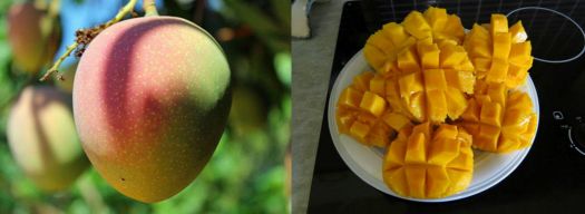 Mangoes are ripe!