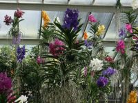 Kew Orchids (3)