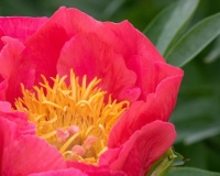 Beauty of a Double Red Peony