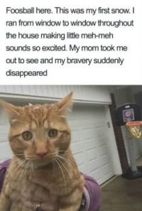 Cat shaming series