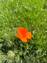 First Poppy
