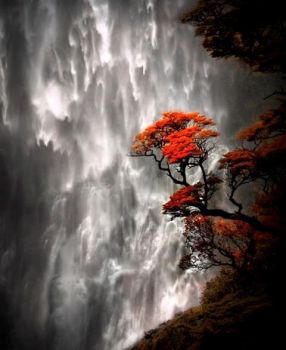 Red Tree Waterfall (Fun-Size)