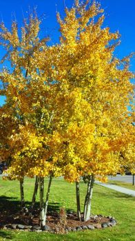 Aspens 102018